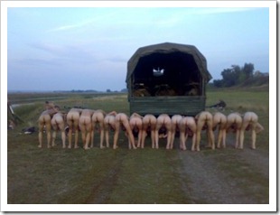 amateur soldiers photos (42)